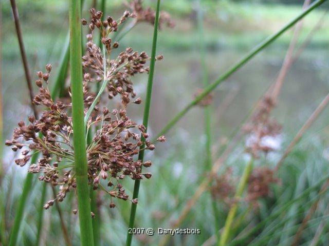 Juncus Effusus 1